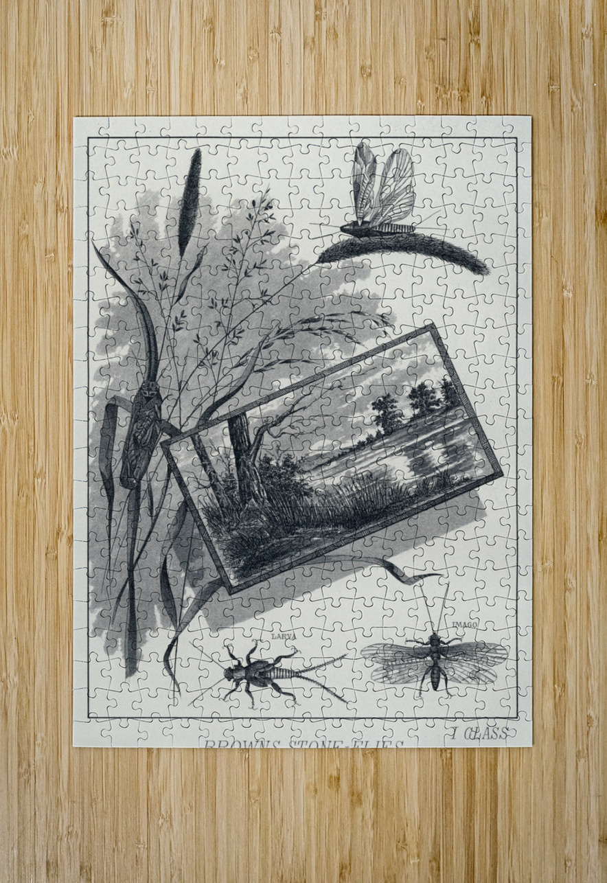 Brown Stone-flies  IStockHistory com Puzzle printing