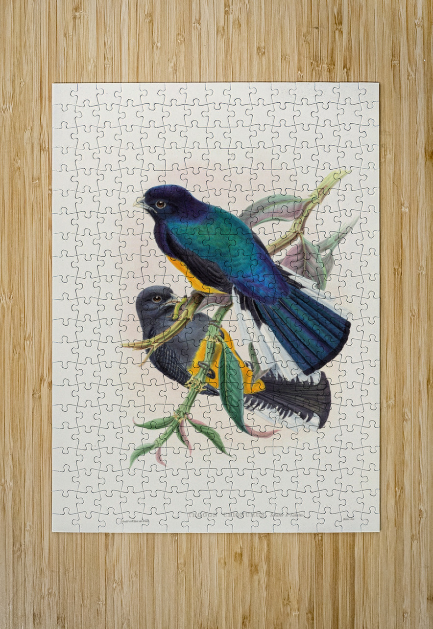 John Gould trogons 030 IStockHistory com Puzzle printing