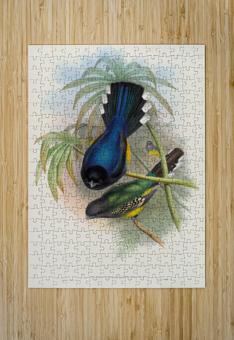 John Gould trogons 007 IStockHistory com Puzzle printing