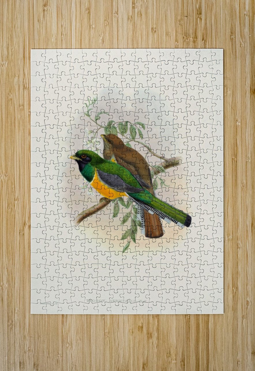 John Gould trogons 040 IStockHistory com Puzzle printing