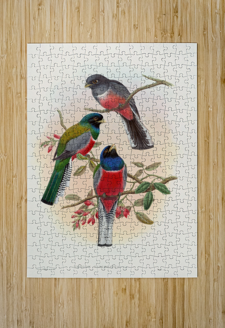 John Gould trogons 042 IStockHistory com Puzzle printing