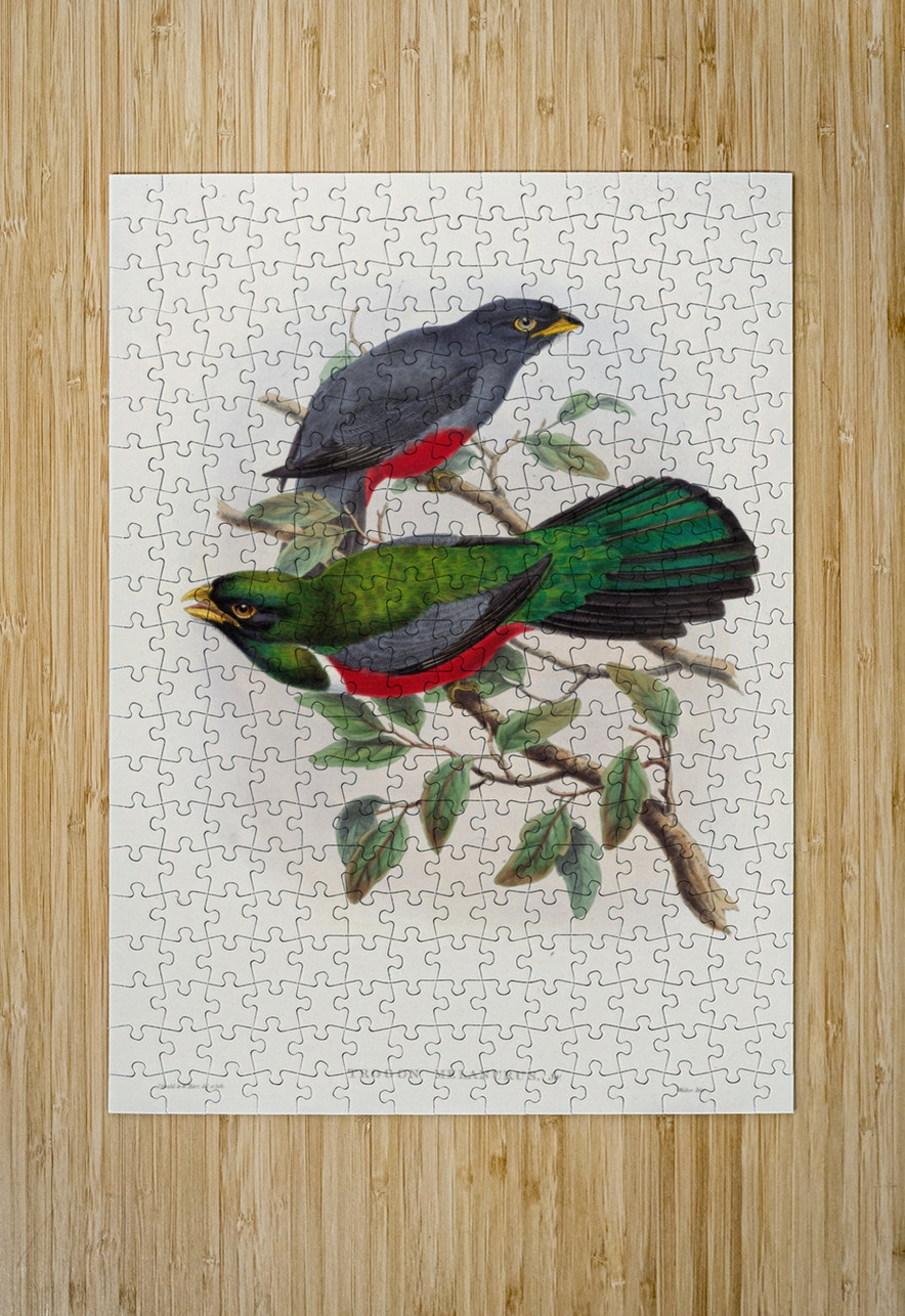 John Gould trogons 033 IStockHistory com Puzzle printing
