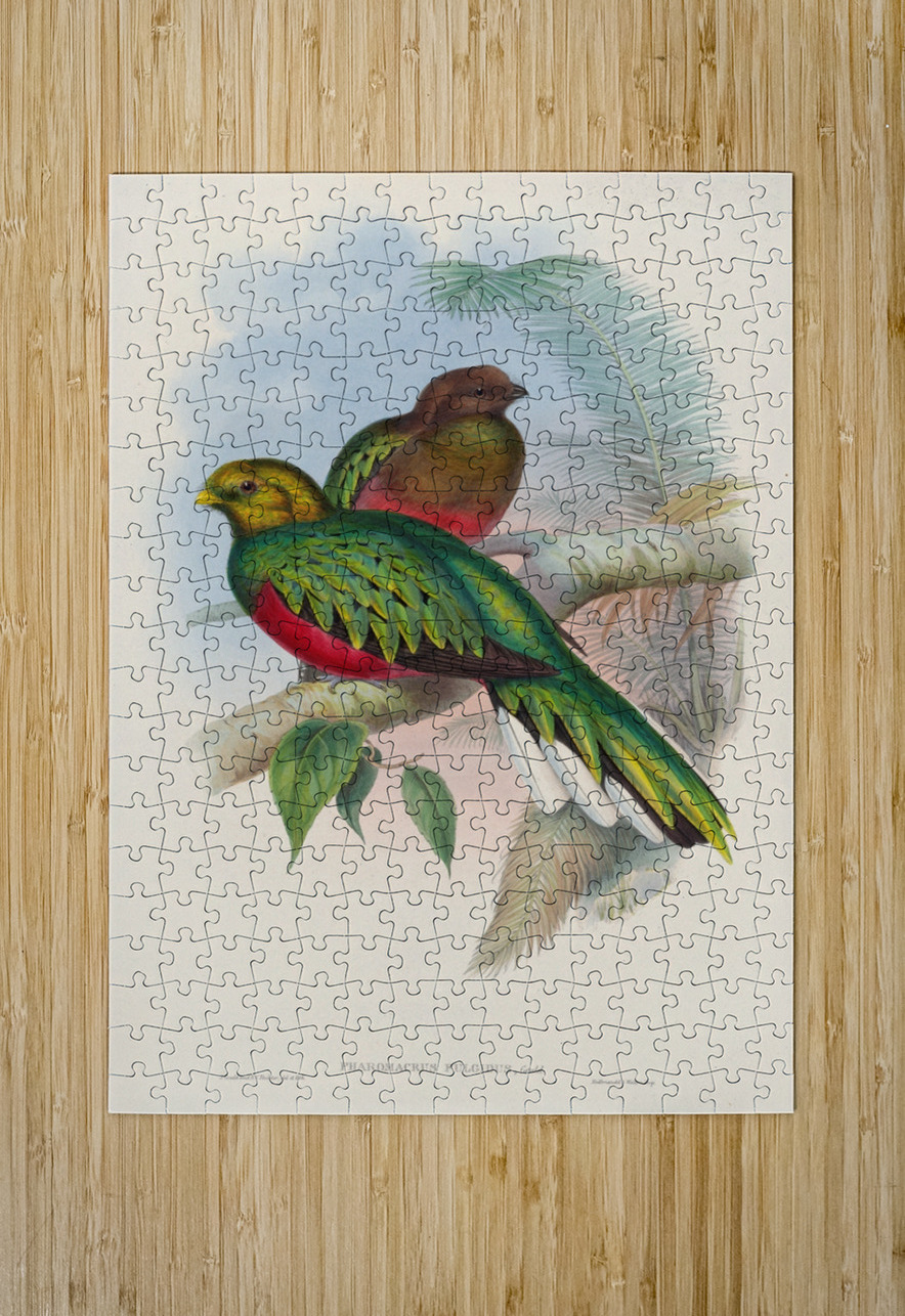 John Gould trogons 002 IStockHistory com Puzzle printing