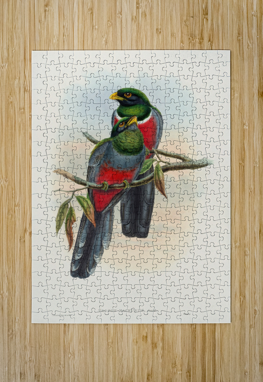 John Gould trogons 044 IStockHistory com Puzzle printing