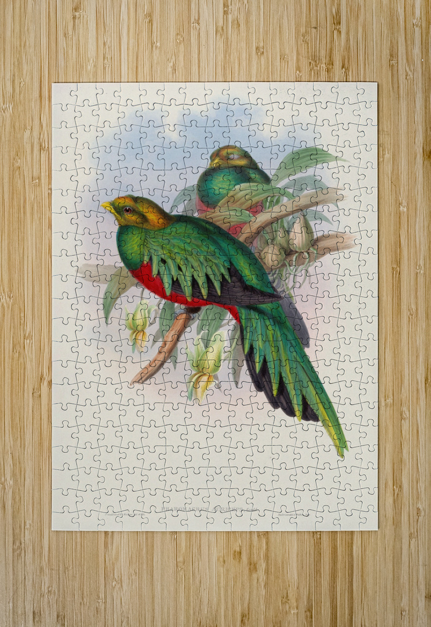 John Gould trogons 003 IStockHistory com Puzzle printing
