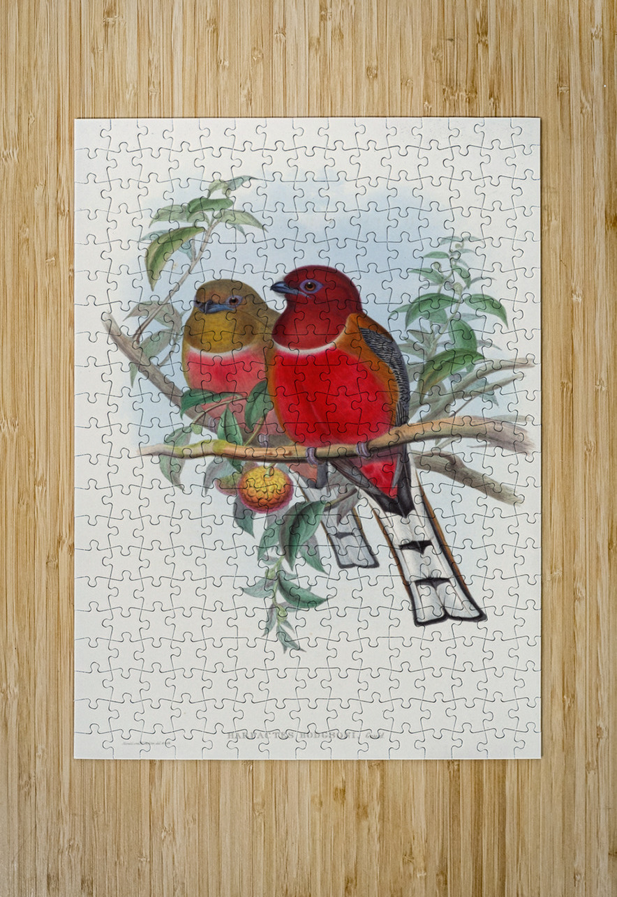 John Gould trogons 021 IStockHistory com Puzzle printing