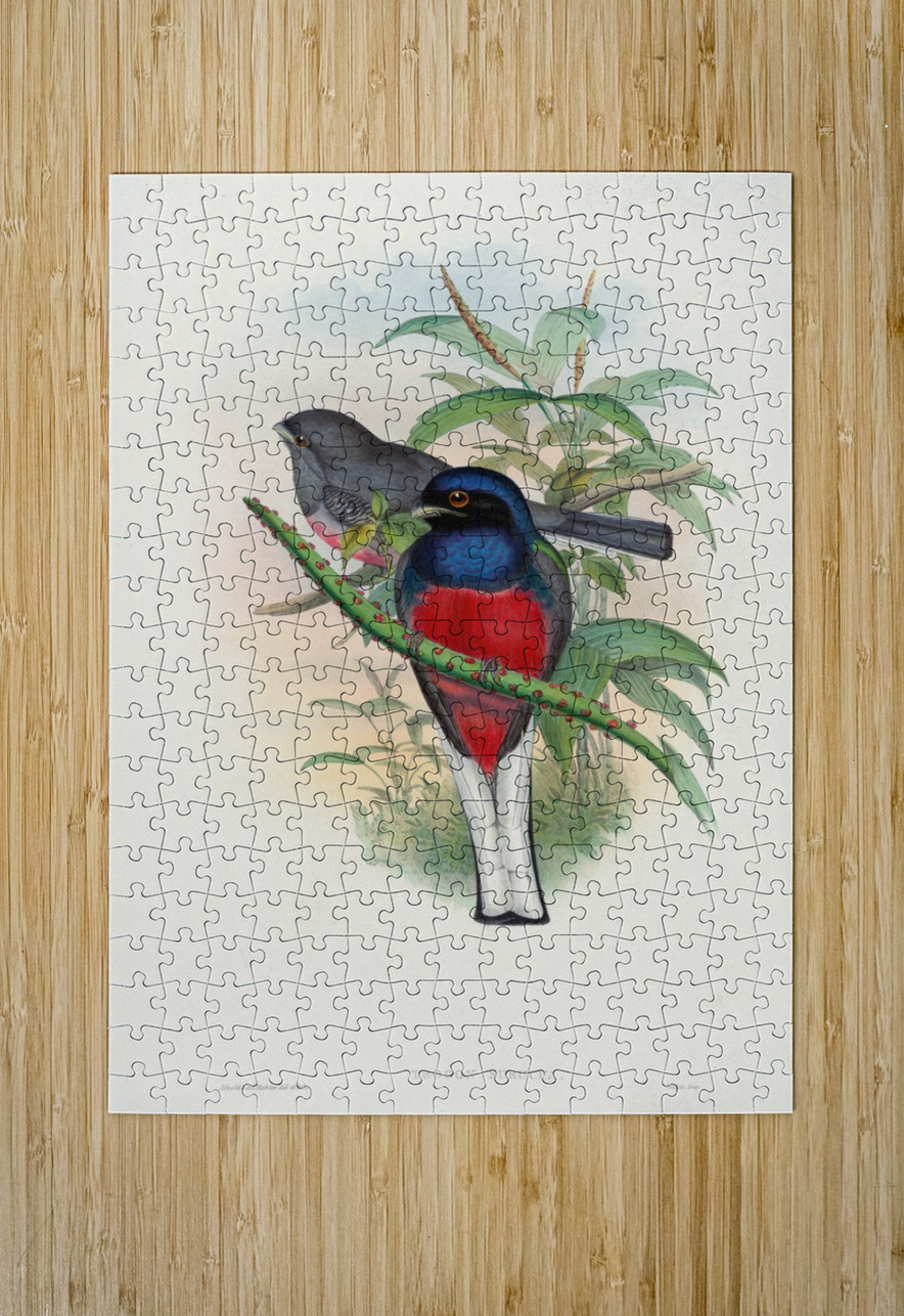 John Gould trogons 017 IStockHistory com Puzzle printing