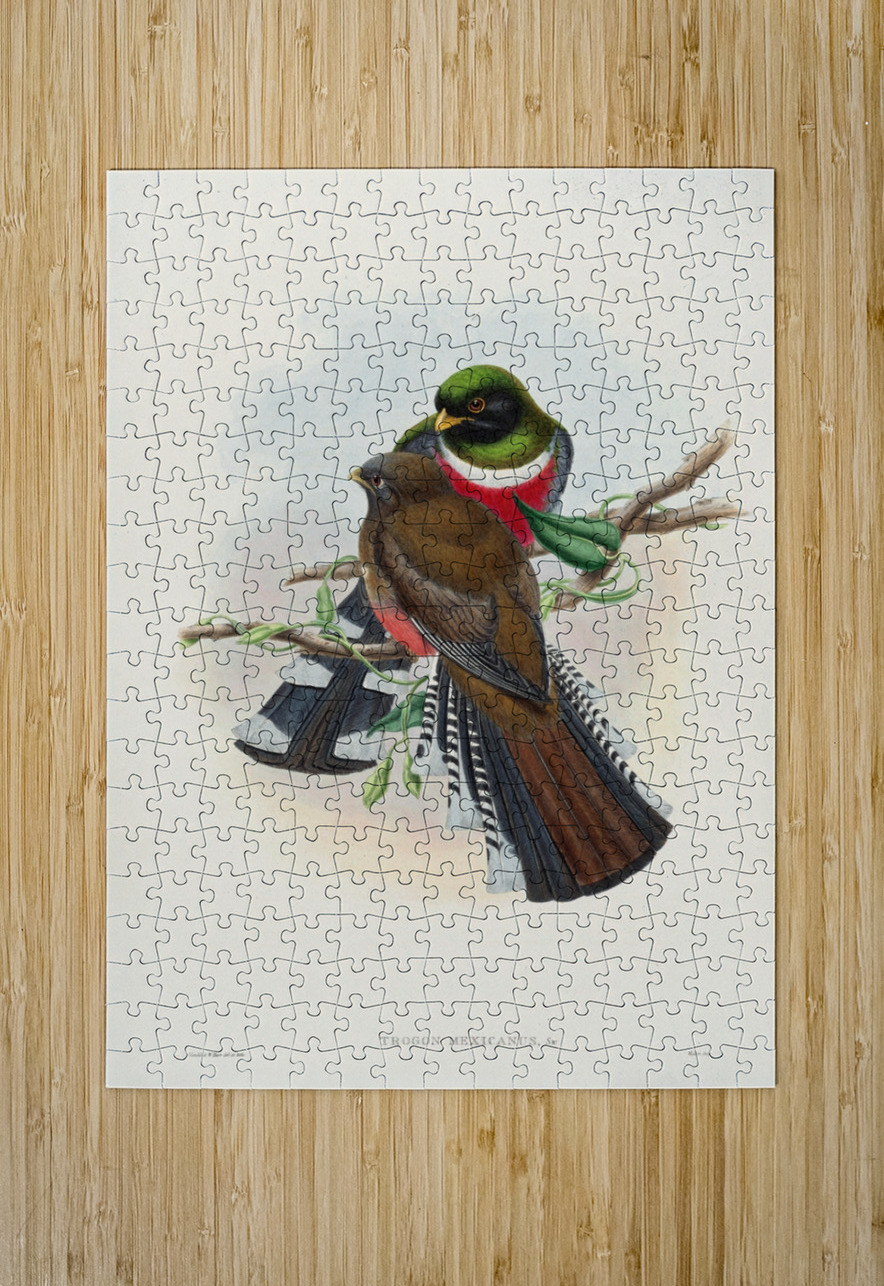 John Gould trogons 028 IStockHistory com Puzzle printing