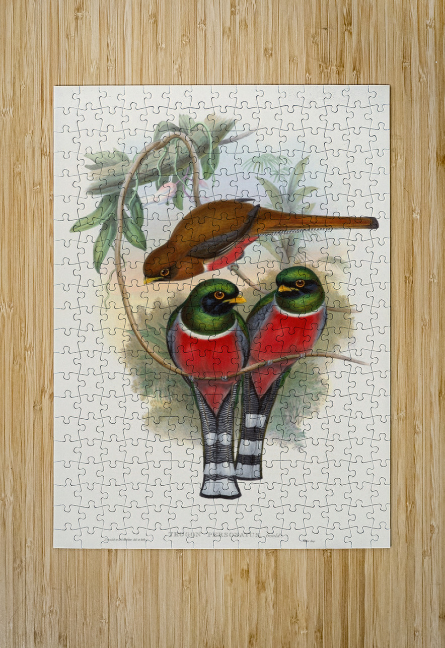 John Gould trogons 032 IStockHistory com Puzzle printing