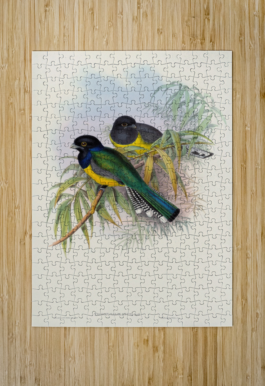 John Gould trogons 009 IStockHistory com Puzzle printing