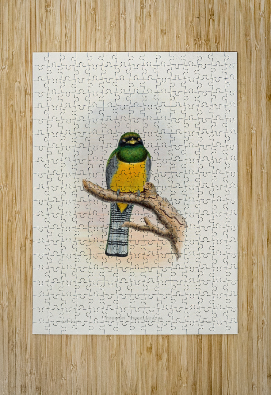 John Gould trogons 039 IStockHistory com Puzzle printing