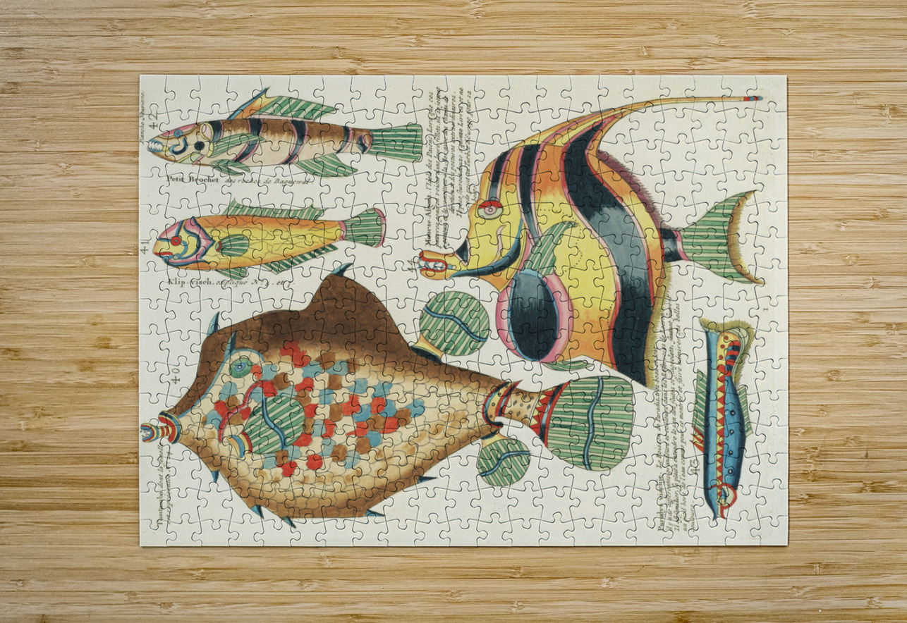 Colourful and surreal illustrations of fishes found in Moluccas Indonesia and the East Indies by Louis Renard 1678 -1746 from Histoire naturelle des plus rares curiositez de la mer des Indes 1754. IStockHistory com Puzzle printing