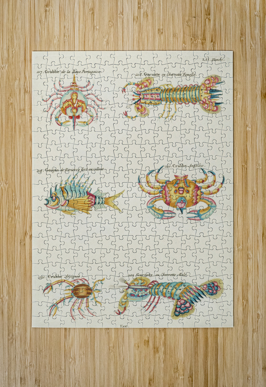 Colourful and surreal illustrations of crabs and lobster found in Moluccas Indonesia and the East Indies by Louis Renard 1678 -1746 from Histoire naturelle des plus rares curiositez de la mer des Indes 1754. IStockHistory com Puzzle printing
