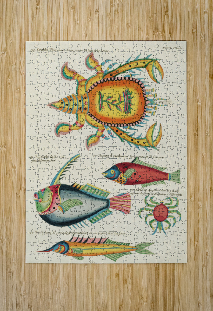 Colourful and surreal illustrations of fishes and lobster found in Moluccas Indonesia and the East Indies by Louis Renard 1678 -1746 from Histoire naturelle des plus rares curiositez de la mer des Indes 1754. IStockHistory com Puzzle printing
