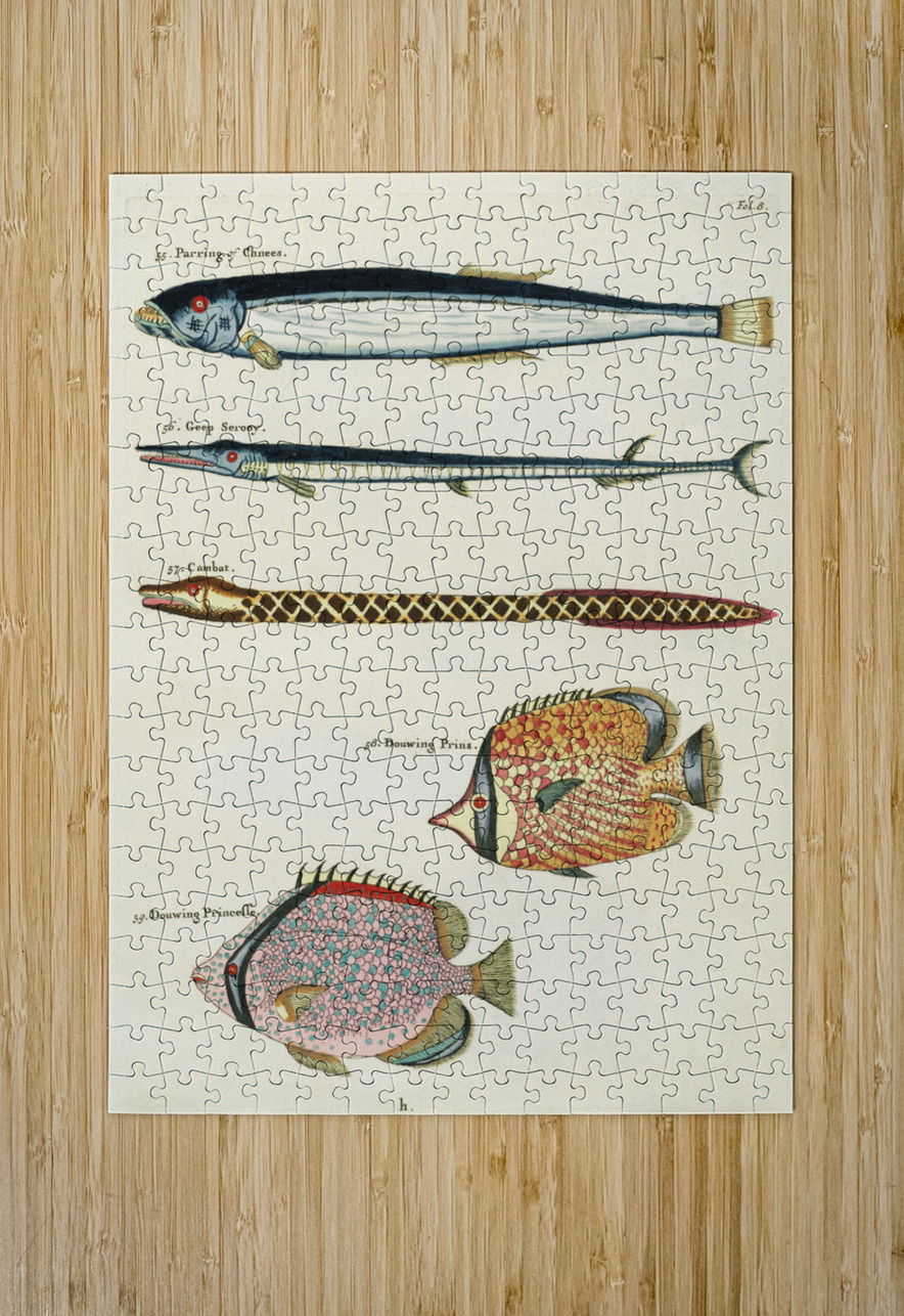 Colourful and surreal illustrations of fishes found in Moluccas Indonesia and the East Indies by Louis Renard 1678 -1746 from Histoire naturelle des plus rares curiositez de la mer des Indes 1754. IStockHistory com Puzzle printing