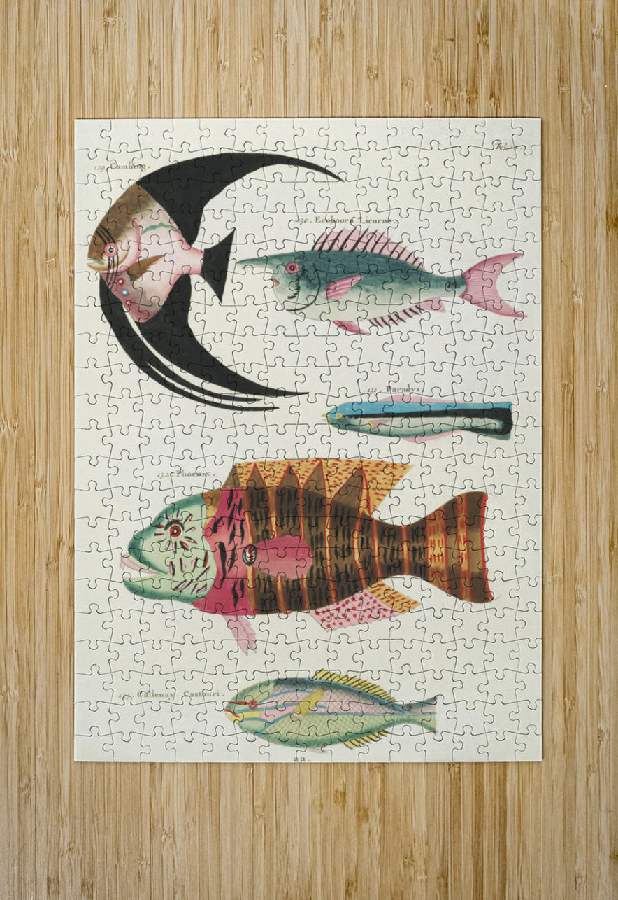 Colourful and surreal illustrations of fishes found in Moluccas Indonesia and the East Indies by Louis Renard 1678 -1746 from Histoire naturelle des plus rares curiositez de la mer des Indes 1754. IStockHistory com Puzzle printing