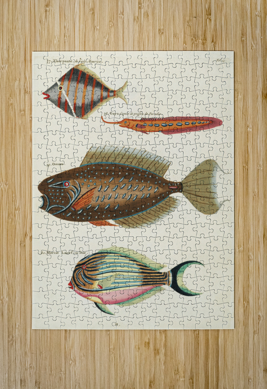 Colourful and surreal illustrations of fishes found in Moluccas Indonesia and the East Indies by Louis Renard 1678 -1746 from Histoire naturelle des plus rares curiositez de la mer des Indes 1754. IStockHistory com Puzzle printing