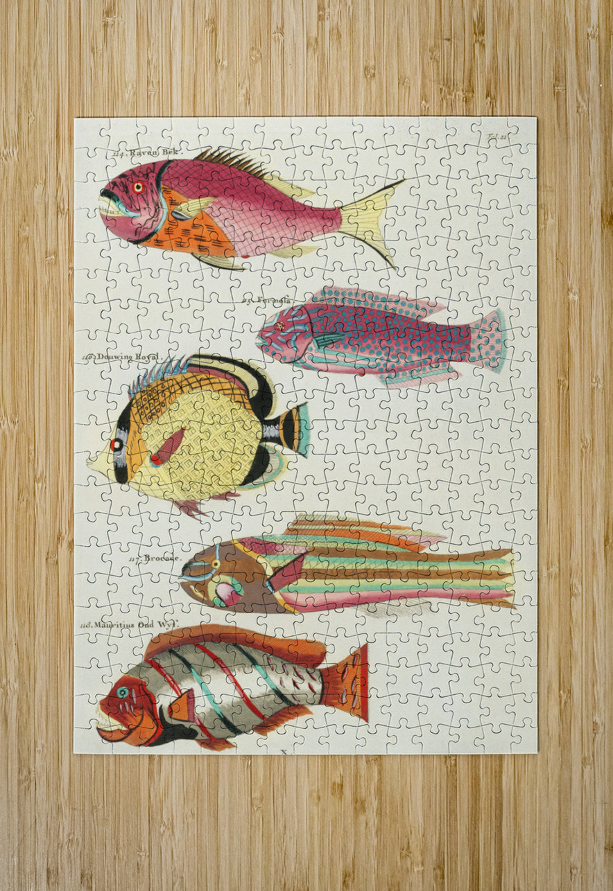 Colourful and surreal illustrations of fishes found in Moluccas Indonesia and the East Indies by Louis Renard 1678 -1746 from Histoire naturelle des plus rares curiositez de la mer des Indes 1754. IStockHistory com Puzzle printing