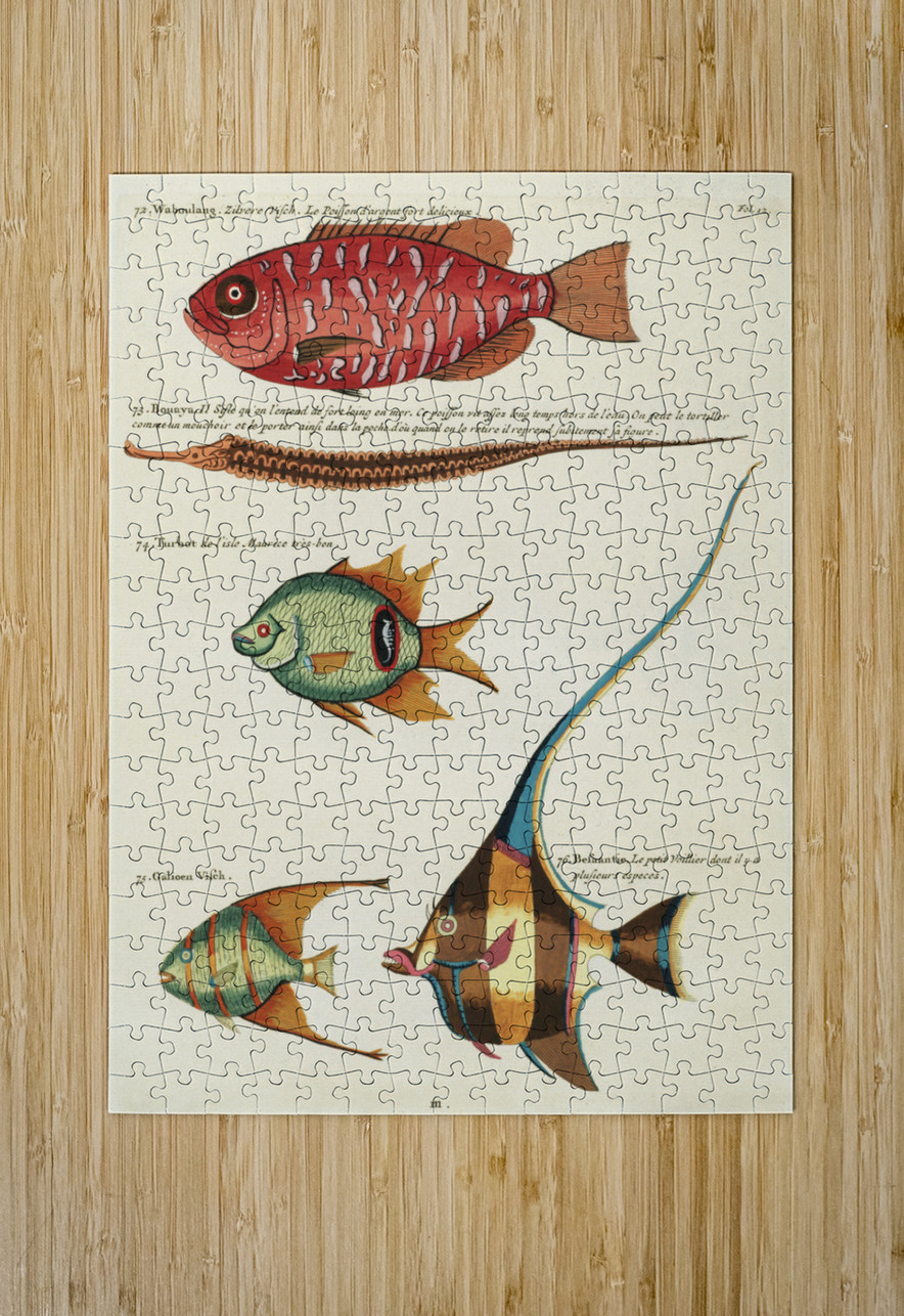 Colourful and surreal illustrations of fishes found in Moluccas Indonesia and the East Indies by Louis Renard 1678 -1746 from Histoire naturelle des plus rares curiositez de la mer des Indes 1754. IStockHistory com Puzzle printing