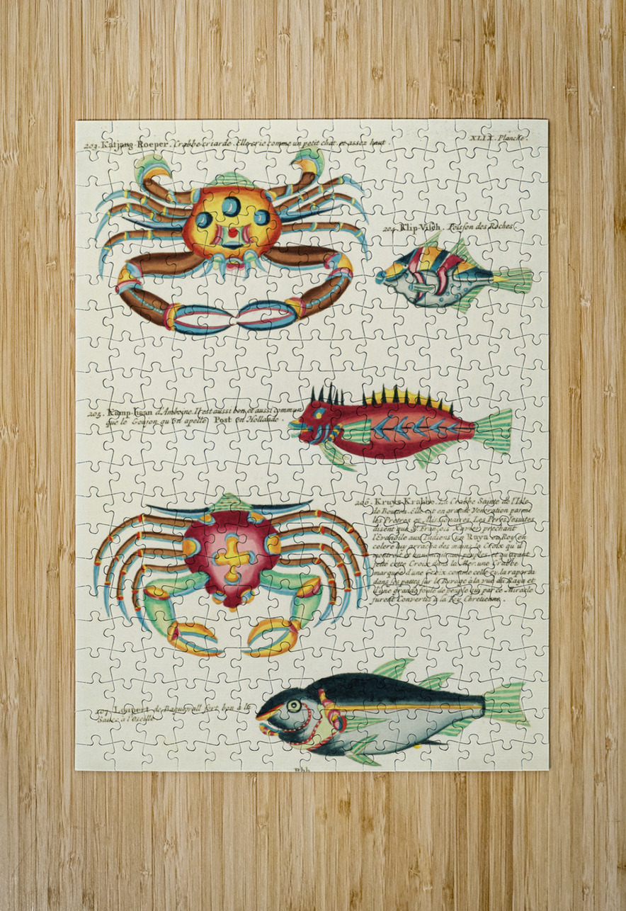Colourful and surreal illustrations of fishes and crabs found in Moluccas Indonesia and the East Indies by Louis Renard 1678 -1746 from Histoire naturelle des plus rares curiositez de la mer des Indes 1754. IStockHistory com Puzzle printing