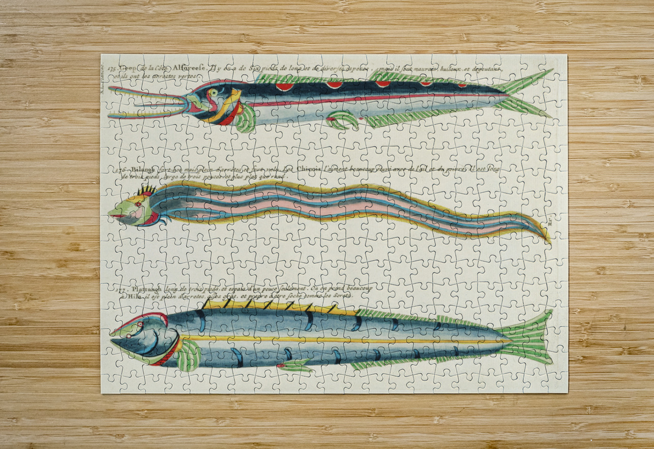 Illustrations of a siren and lobster found in the Moluccas Indonesia and the East Indies by Louis Renard 1678 -1746 from Histoire naturelle des plus rares curiositez de la mer des Indes 1754. IStockHistory com Puzzle printing