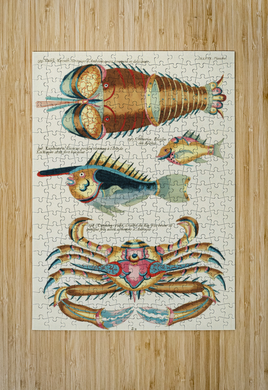 Colourful and surreal illustrations of fishes lobster and crab found in the Indian and Pacific Oceans by Louis Renard 1678 -1746 from Histoire naturelle des plus rares curiositez de la mer des Indes 1754. IStockHistory com Puzzle printing