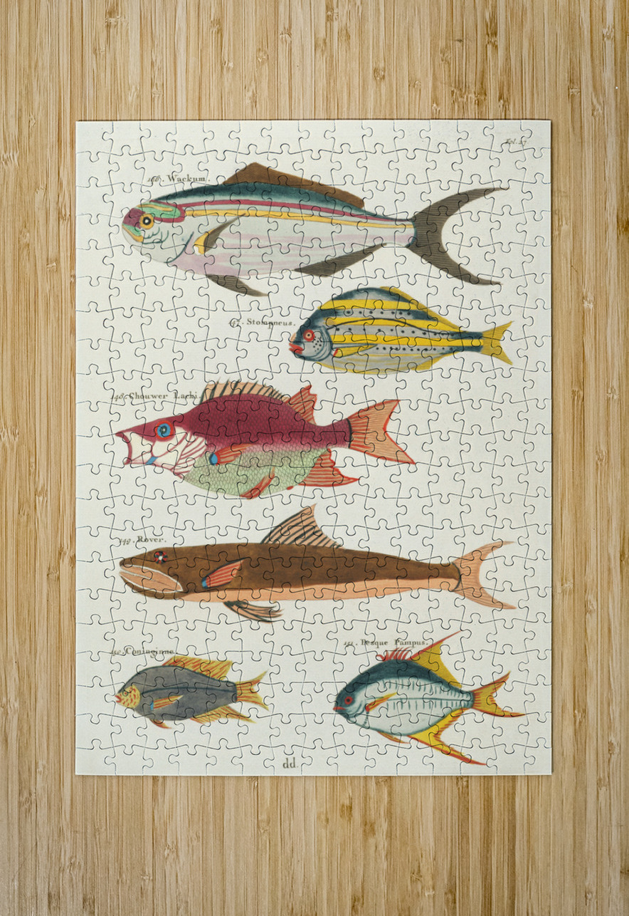 Colourful and surreal illustrations of fishes found in Moluccas Indonesia and the East Indies by Louis Renard 1678 -1746 from Histoire naturelle des plus rares curiositez de la mer des Indes 1754. IStockHistory com Puzzle printing