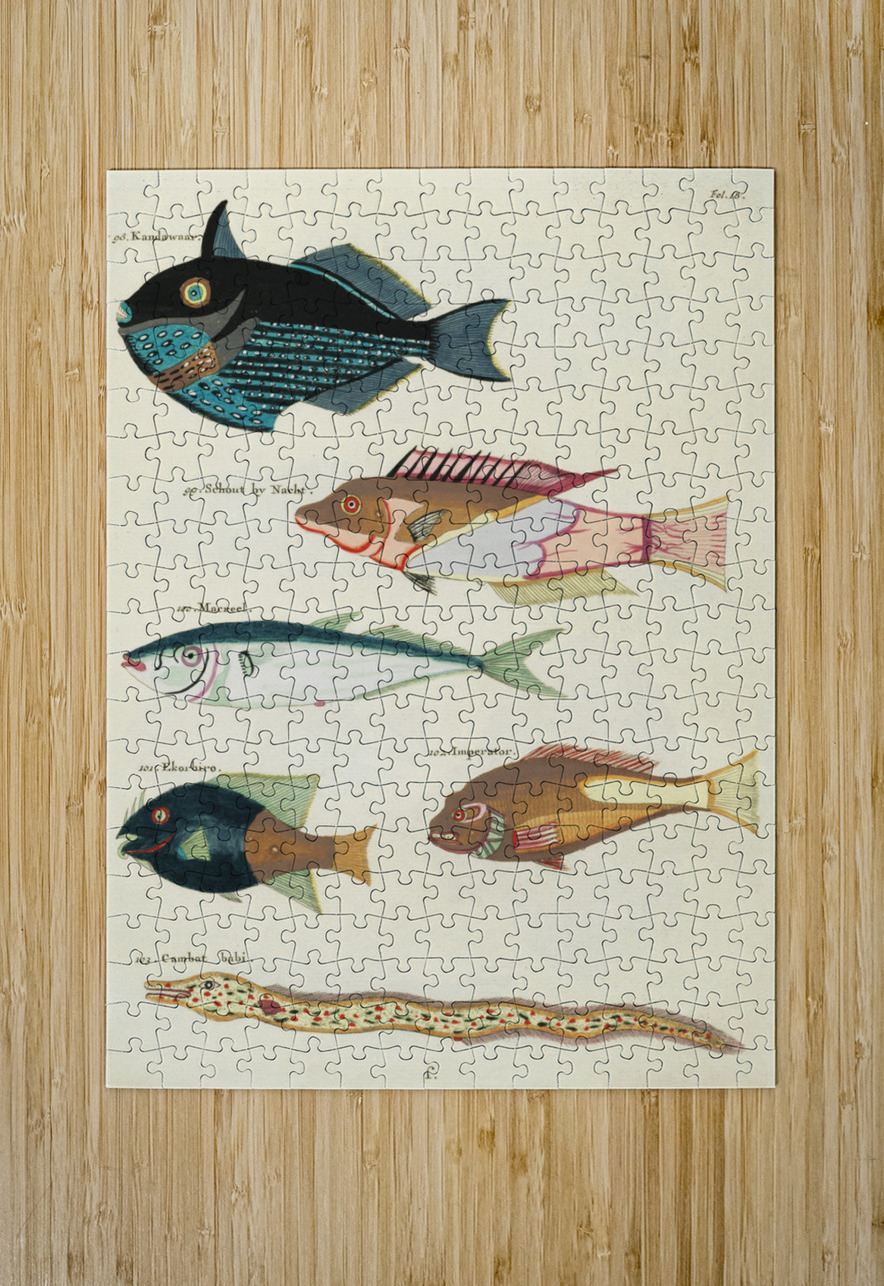 Colourful and surreal illustrations of fishes found in Moluccas Indonesia and the East Indies by Louis Renard 1678 -1746 from Histoire naturelle des plus rares curiositez de la mer des Indes 1754. IStockHistory com Puzzle printing