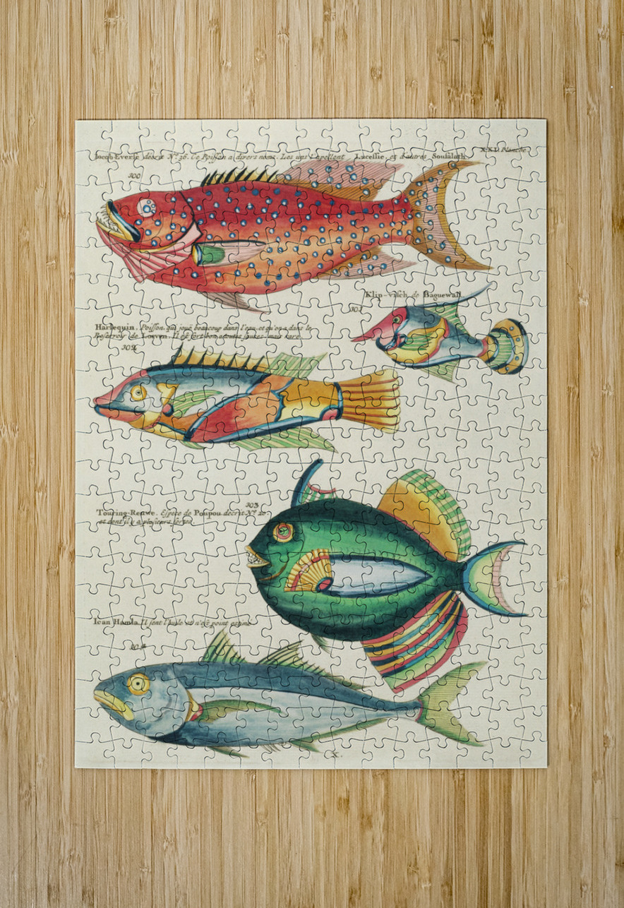 Colourful and surreal illustrations of fishes found in Moluccas Indonesia and the East Indies by Louis Renard 1678 -1746 from Histoire naturelle des plus rares curiositez de la mer des Indes 1754. IStockHistory com Puzzle printing