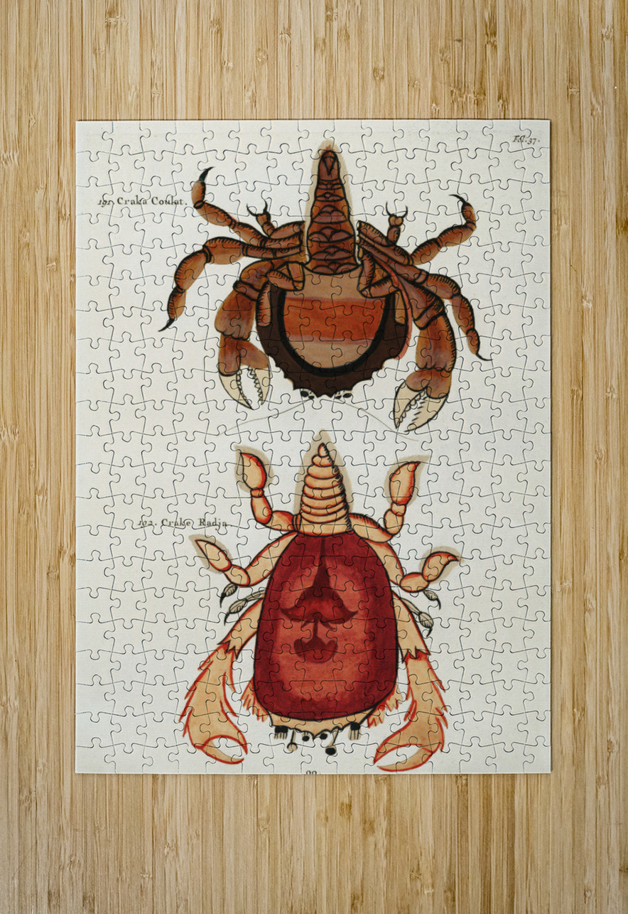 Colourful and surreal illustrations of crabs found in Moluccas Indonesia and the East Indies by Louis Renard 1678 -1746 from Histoire naturelle des plus rares curiositez de la mer des Indes 1754. IStockHistory com Puzzle printing