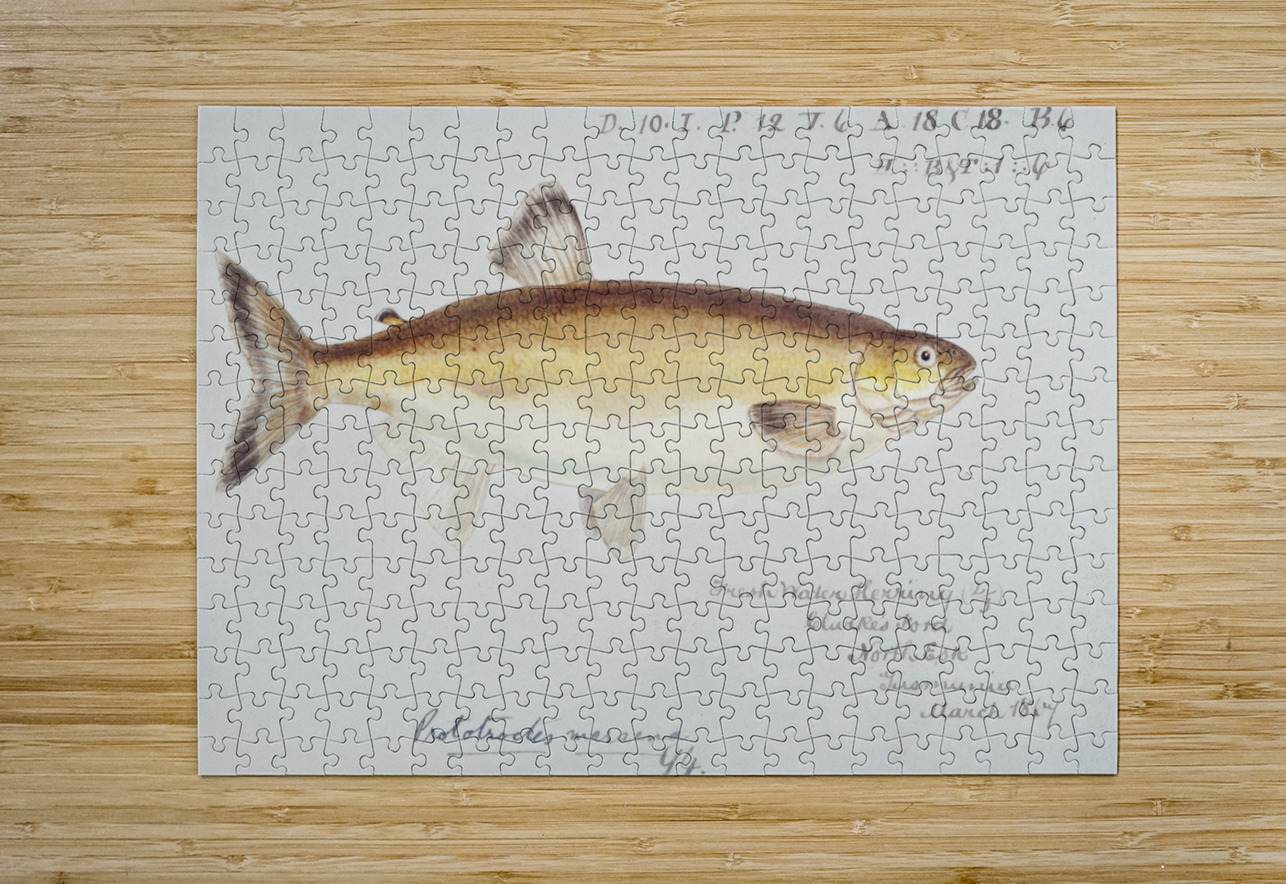 Antique fish prototroctes maraena australian grayling South Pacific Fishes by Frank Edward Clarke 1849-1899.  IStockHistory com Puzzle printing