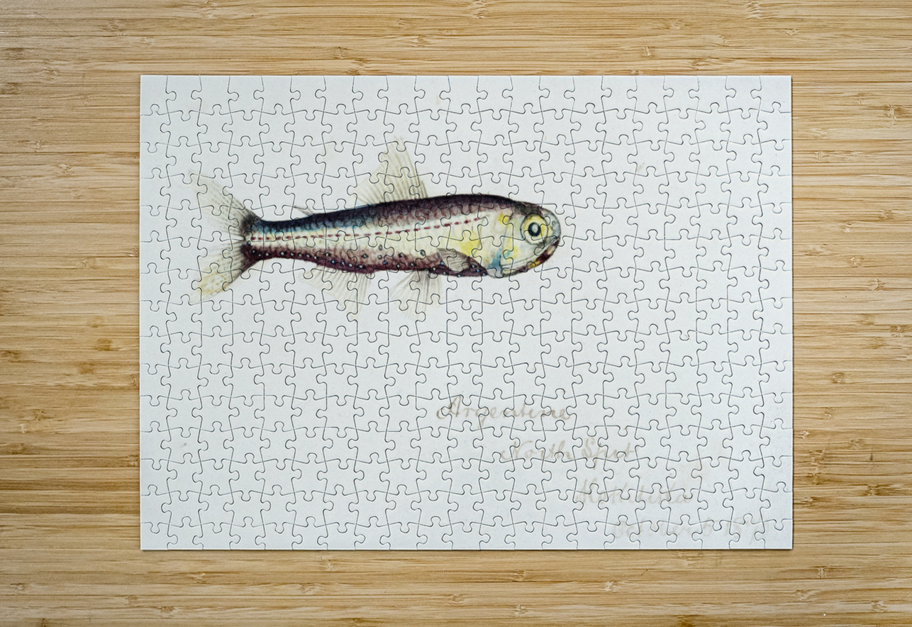 Antique fish Maurolicus muelleri South Pacific Fishes by Frank Edward Clarke 1849-1899.  IStockHistory com Puzzle printing