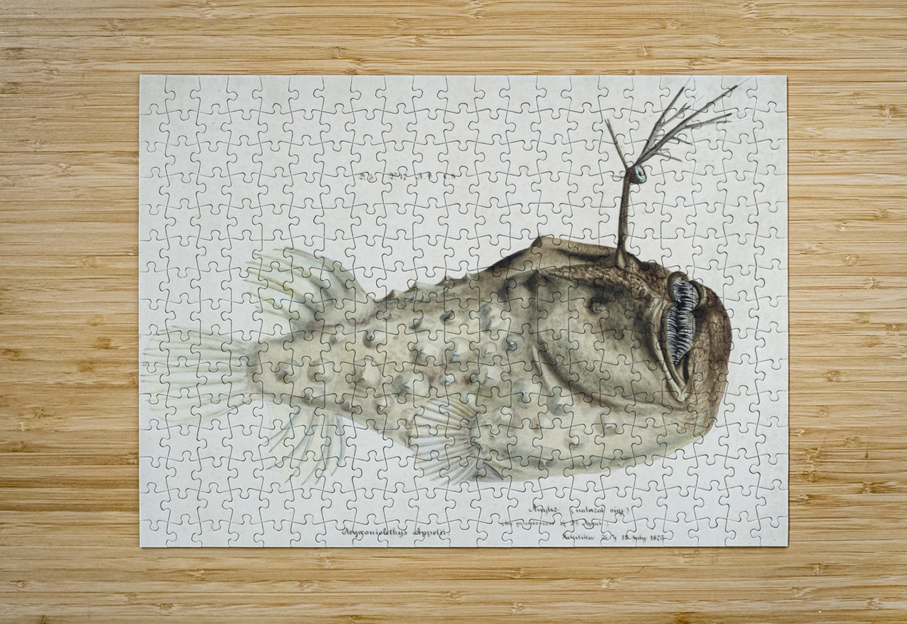 Antique Prickly anglerfish South Pacific Fishes by Frank Edward Clarke 1849-1899.  IStockHistory com Puzzle printing