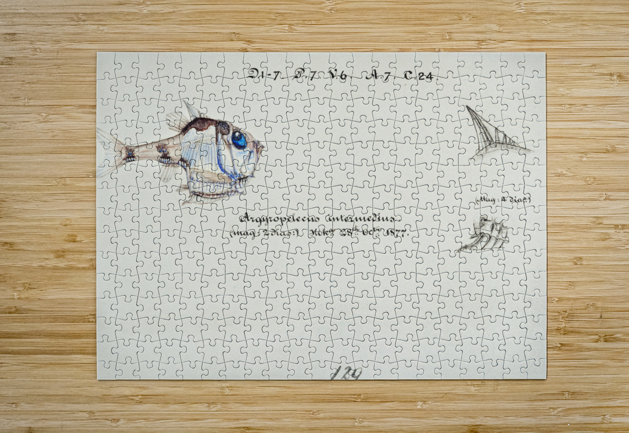 Antique drawing watercolor common hatchetfish marine life. South Pacific Fishes by Frank Edward Clarke 1849-1899. IStockHistory com Puzzle printing