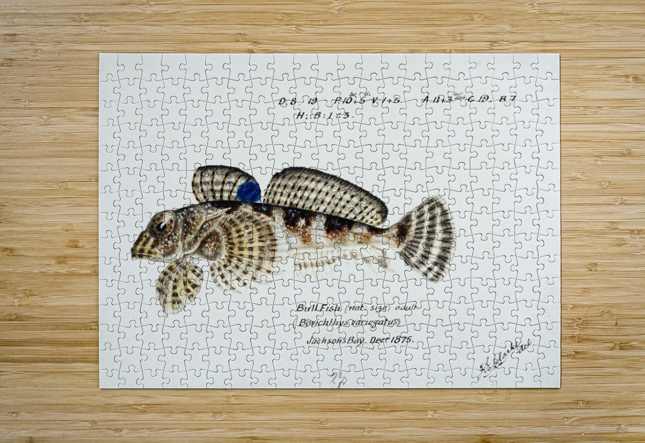 Antique Thornfish South Pacific Fishes by Frank Edward Clarke 1849-1899.  IStockHistory com Puzzle printing