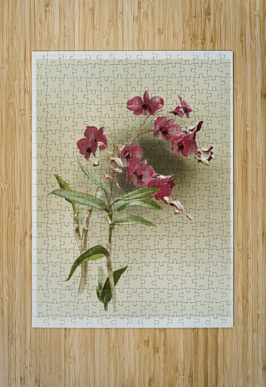 Dendrobium phalænopsis var statterianum from Reichenbachia Orchids 1888-1894 illustrated by Frederick Sander 1847-1920.  IStockHistory com Puzzle printing