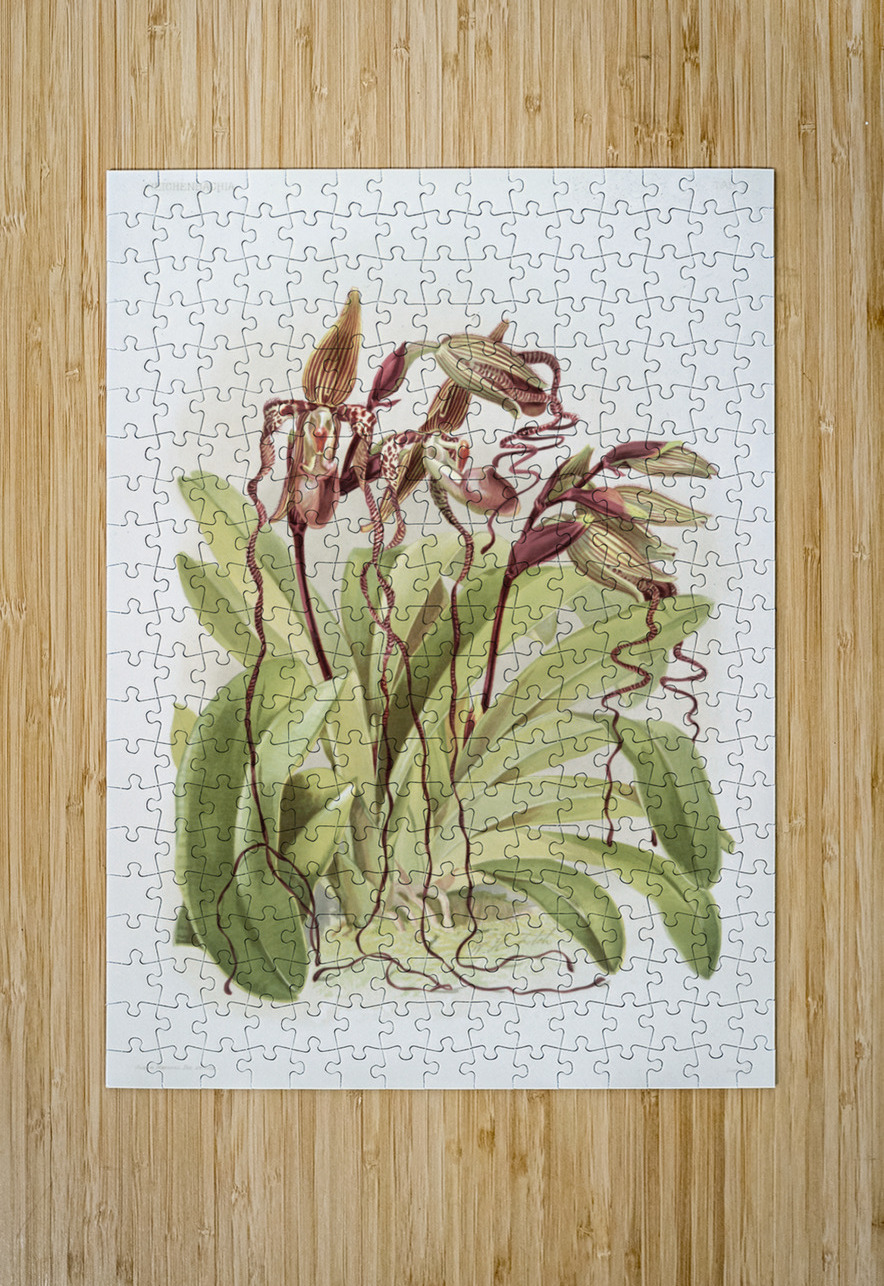 Cypripedium sanderianum from Reichenbachia Orchids 1888-1894 by Frederick Sander 1847-1920. IStockHistory com Puzzle printing