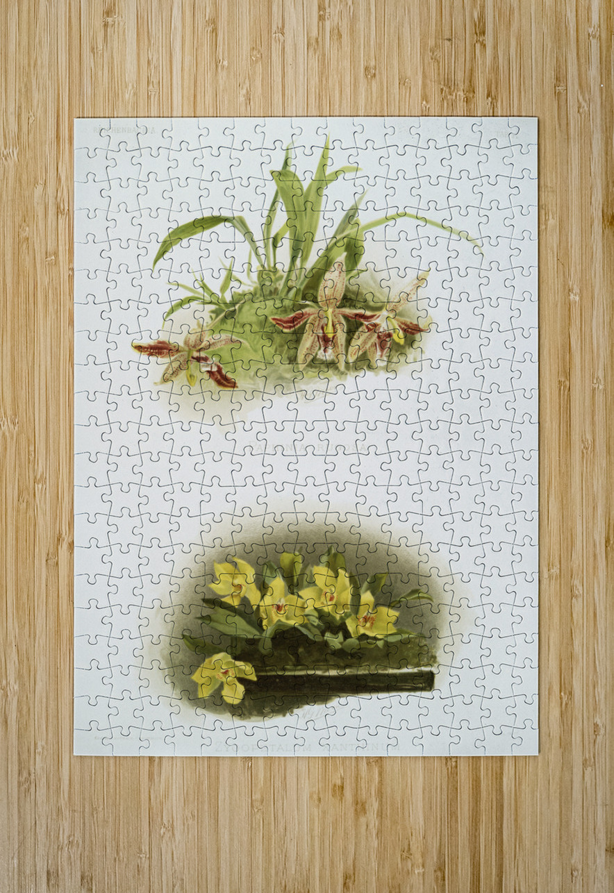 Paphinia rugosa Zygopetalum xanthinum from Reichenbachia Orchids 1888-1894 illustrated by Frederick Sander 1847-1920.  IStockHistory com Puzzle printing