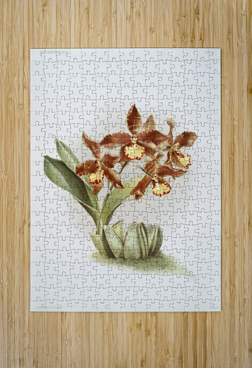 Odontoglossum insleayi splendens from Reichenbachia Orchids 1888-1894 illustrated by Frederick Sander 1847-1920.  IStockHistory com Puzzle printing