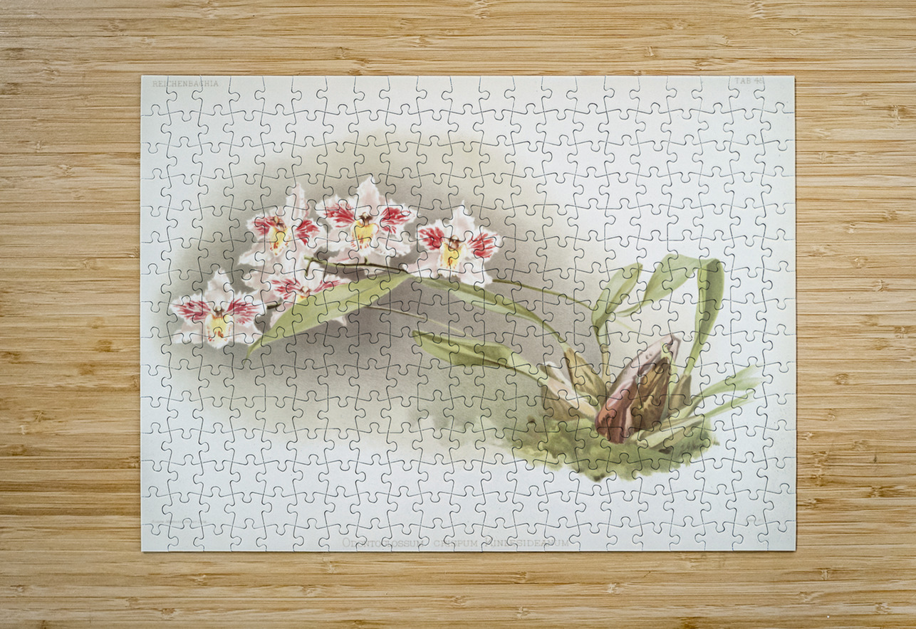 Odontoglossum crispum Kinlesideanum from Reichenbachia Orchids 1888-1894 illustrated by Frederick Sander 1847-1920.  IStockHistory com Puzzle printing