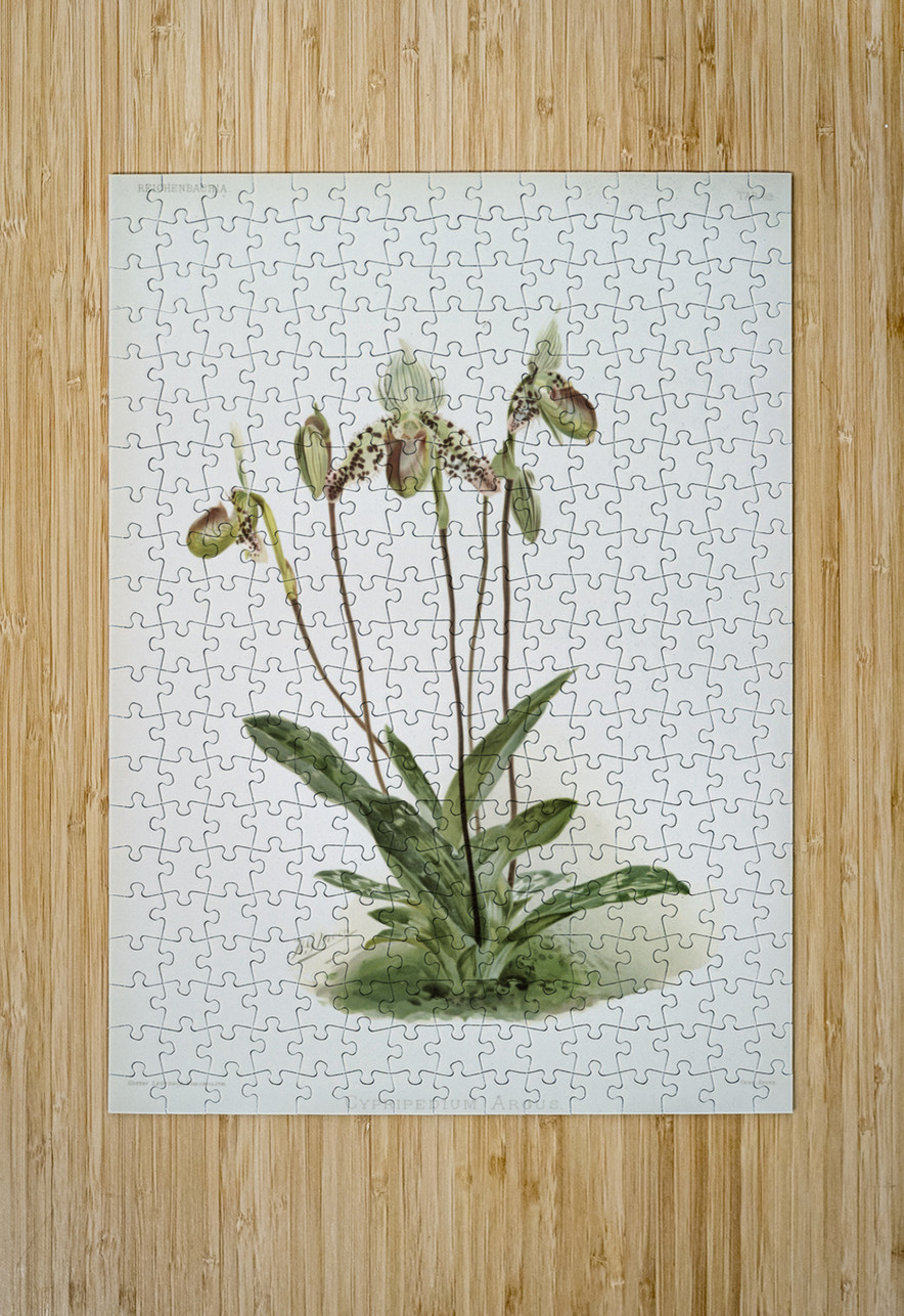 Cypripedium argus from Reichenbachia Orchids 1888-1894 illustrated by Frederick Sander 1847-1920.  IStockHistory com Puzzle printing