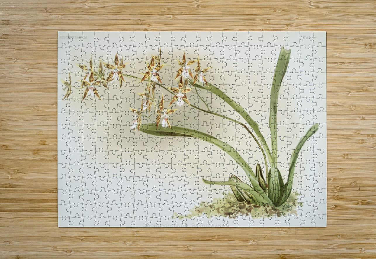 Odontoglossum sanderianum from Reichenbachia Orchids 1888-1894 illustrated by Frederick Sander 1847-1920.  IStockHistory com Puzzle printing