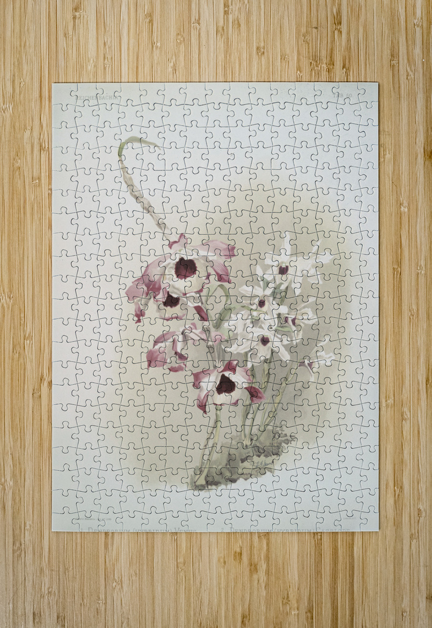Dendrobium hybridum venus Dendrobium hybridum cassiope from Reichenbachia Orchids 1888-1894 illustrated by Frederick Sander 1847-1920.  IStockHistory com Puzzle printing