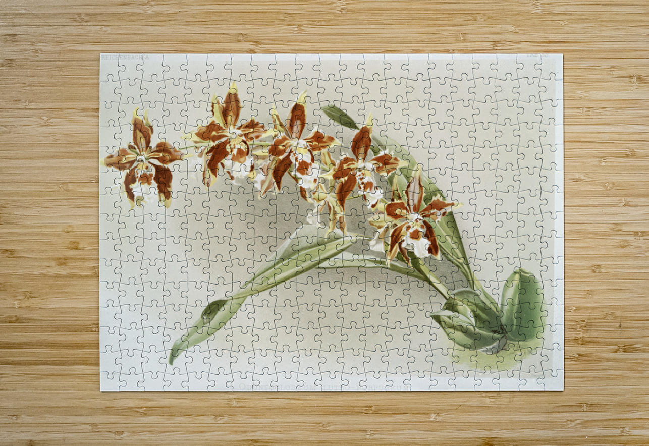Odontoglossum luteo-purpureum from Reichenbachia Orchids 1888-1894 illustrated by Frederick Sander 1847-1920.  IStockHistory com Puzzle printing