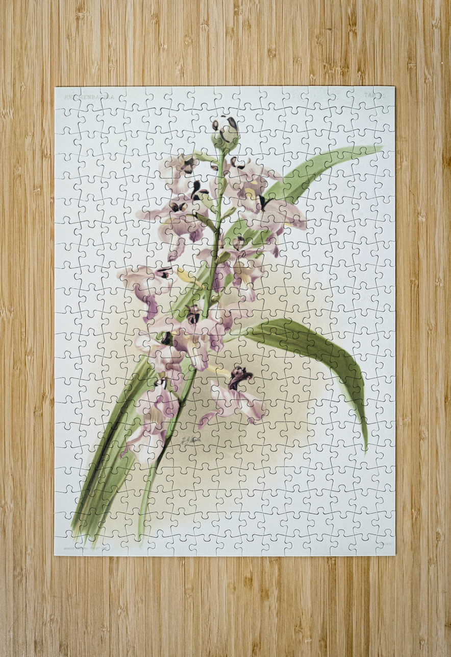 Lissochilus giganteus from Reichenbachia Orchids 1888-1894 illustrated by Frederick Sander 1847-1920.  IStockHistory com Puzzle printing