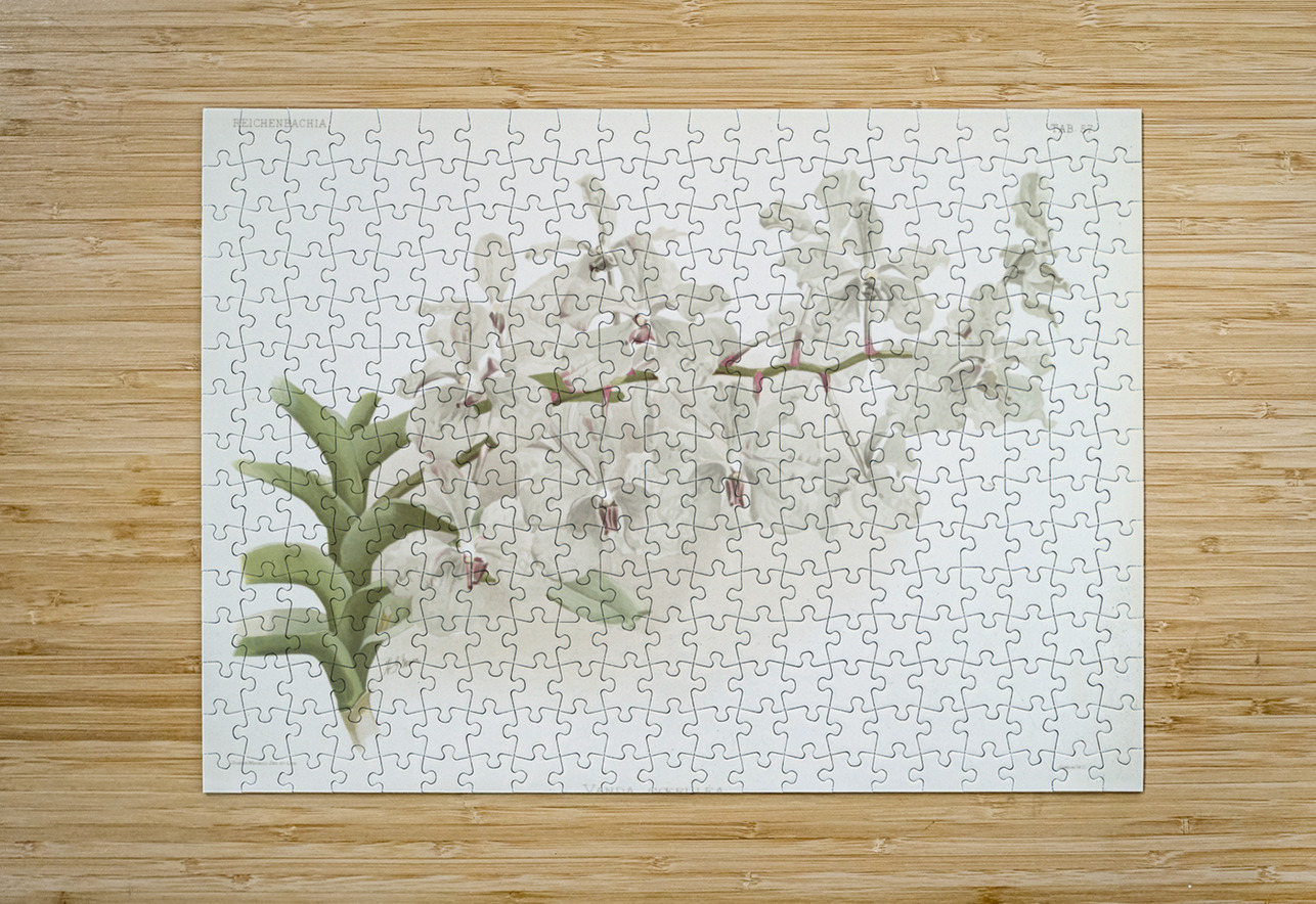 Vanda ccerulea from Reichenbachia Orchids 1888-1894 illustrated by Frederick Sander 1847-1920.  IStockHistory com Puzzle printing