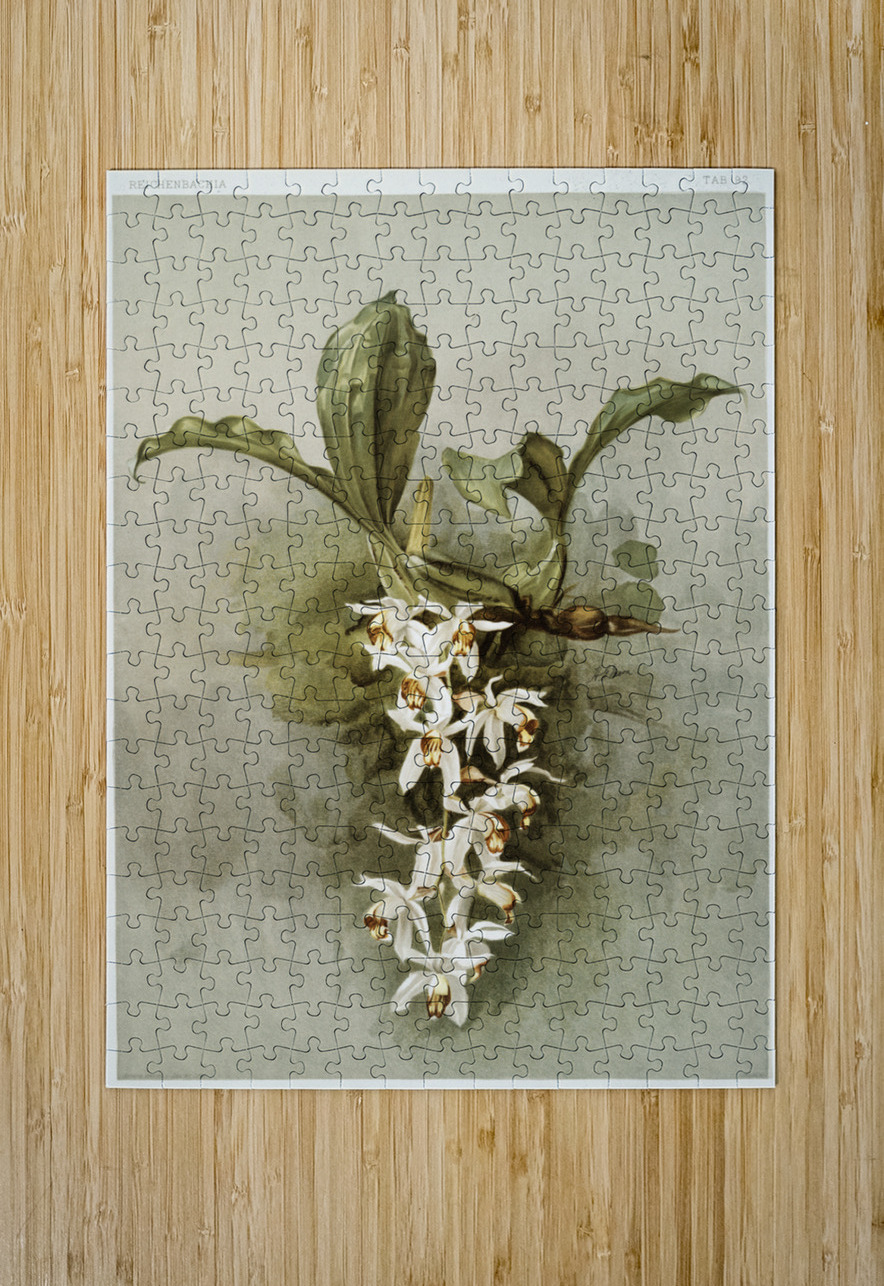 Swains Coelogyne Coelogyne swaniana from Reichenbachia Orchids 1888-1894 illustrated by Frederick Sander 1847-1920.  IStockHistory com Puzzle printing