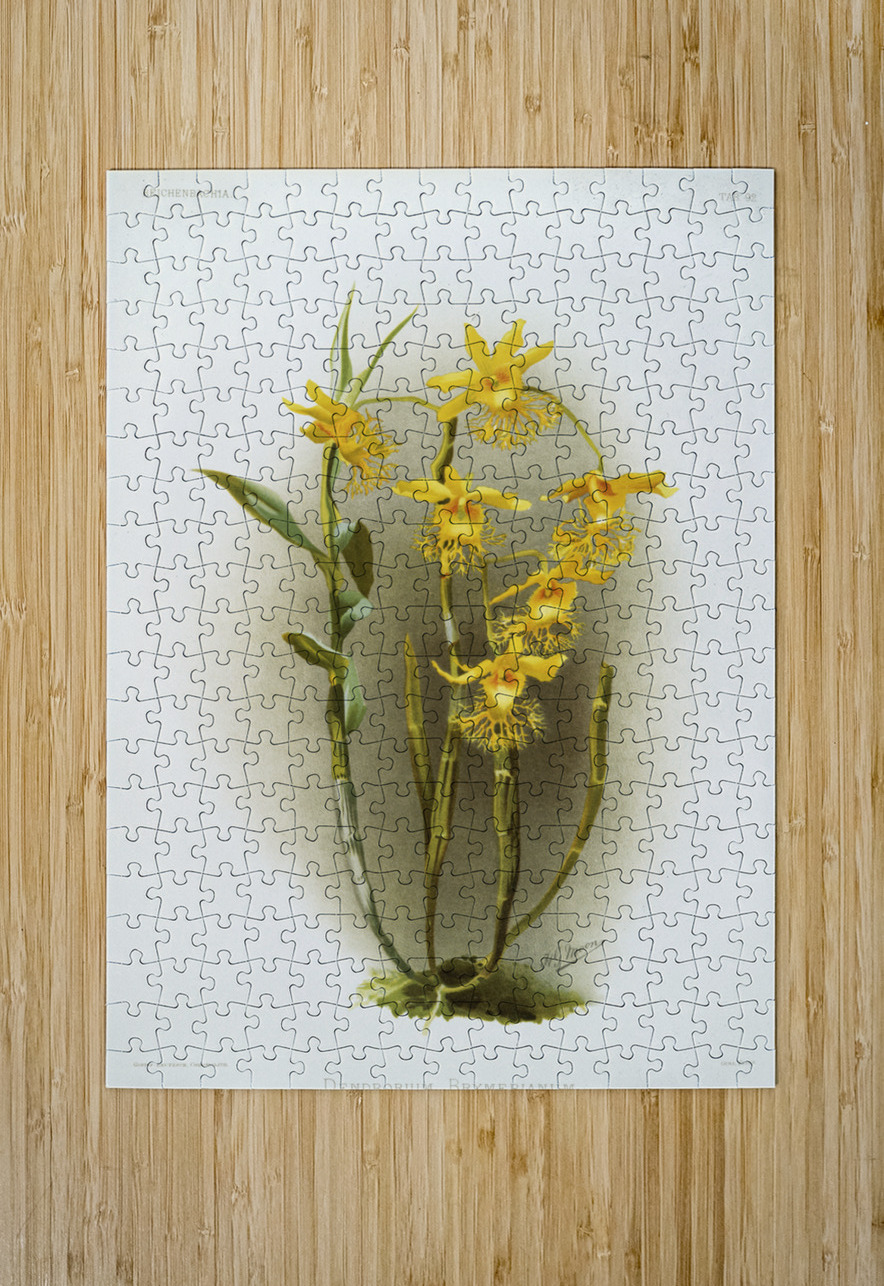Dendrobium brymerianum from Reichenbachia Orchids 1888-1894 illustrated by Frederick Sander 1847-1920.  IStockHistory com Puzzle printing