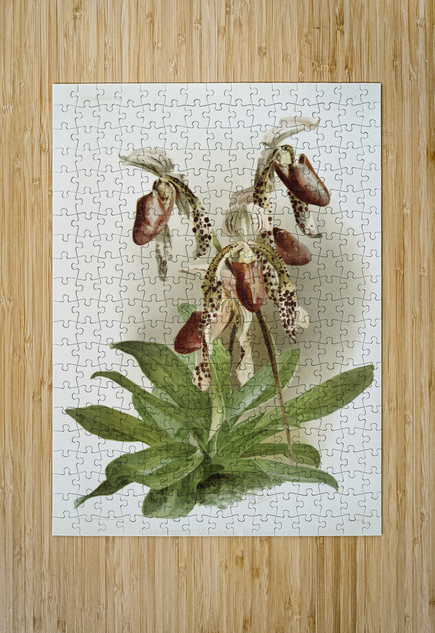 Dendrobium brymerianum from Reichenbachia Orchids 1888-1894 illustrated by Frederick Sander 1847-1920.  IStockHistory com Puzzle printing