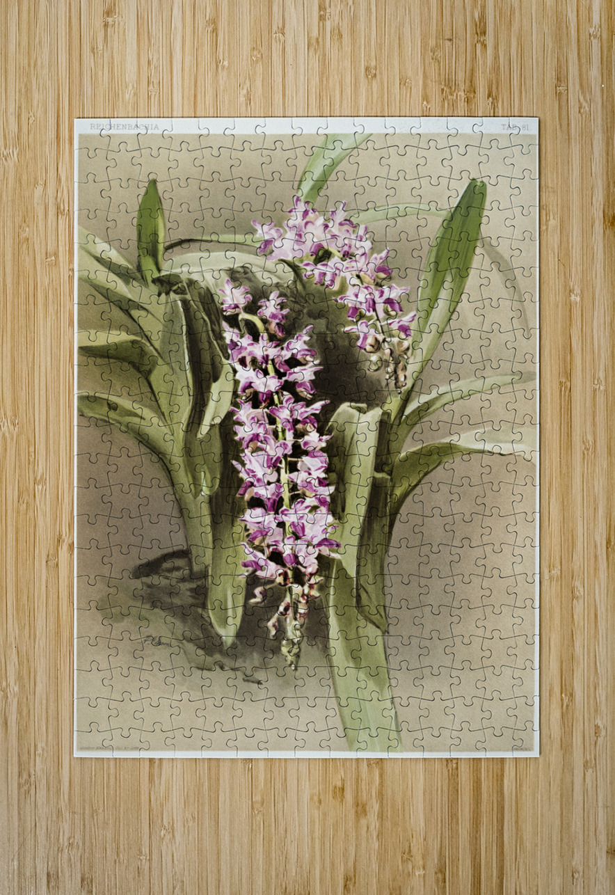 Aërides savageanum from Reichenbachia Orchids 1888-1894 illustrated by Frederick Sander 1847-1920.  IStockHistory com Puzzle printing